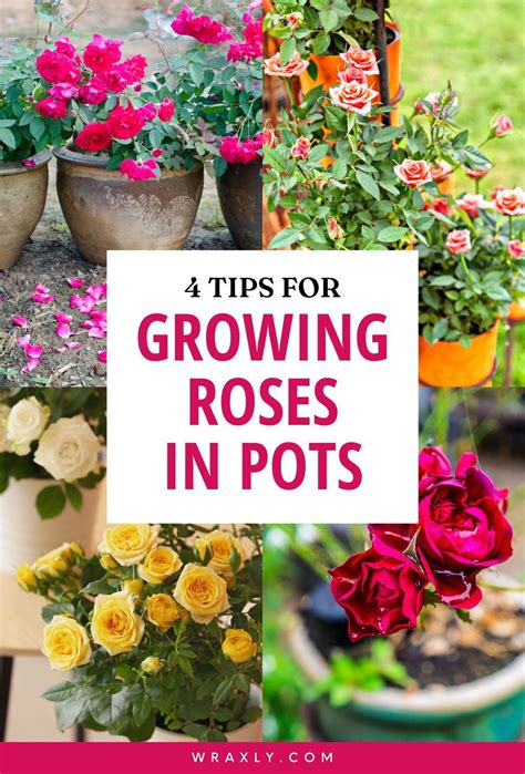 Top 4 tips for Growing Roses in Pots | Container Plants | Growing roses ...