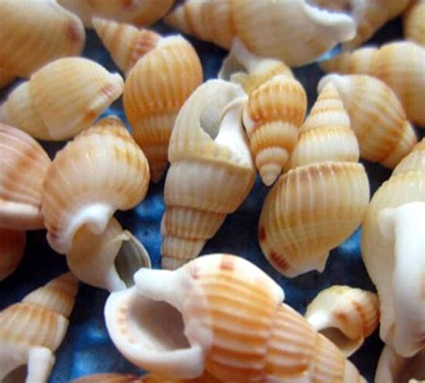 Image result for Mini Conch Shell