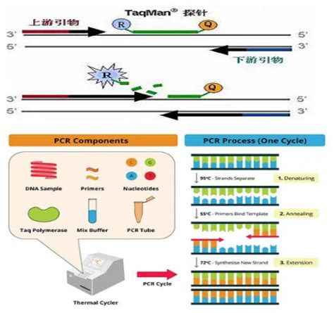 qPCR 的图像结果