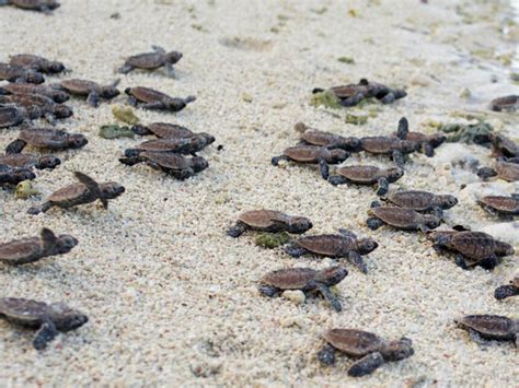 Turtle Islands | Meer
