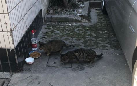 【流浪猫喂食】送给流浪猫猫们的一个小礼物_哔哩哔哩 (゜-゜)つロ 干杯~-bilibili