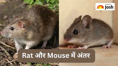 Rat और Mouse में क्या होता है अंतर, जानें