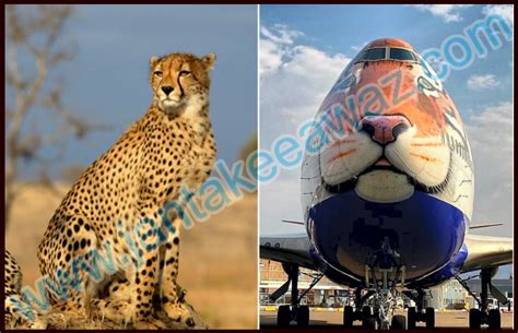 Kuno National Park: चीता RETURNS इन INDIA - जनता की आवाज