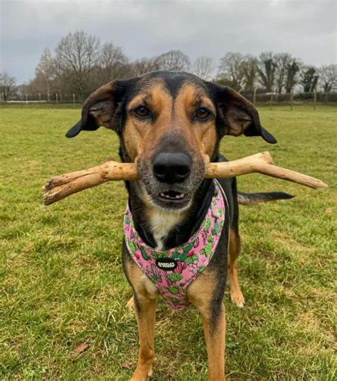 Image result for Human Dog Fetch