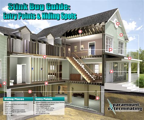 Stink Bug Control - Paramount Exterminating