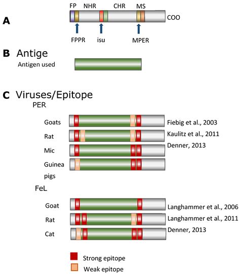 Vaccination against the Koala Retrovirus (KoRV): Problems and Strategies