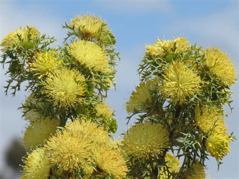South Australian Native Plants List at Edward Johns blog