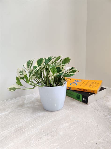Buy N'Joy Money Plant – Perfect Corporate Gift – ChhajedGarden.com