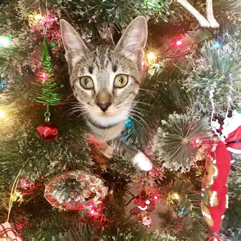 222 rummy apk v2.4.7