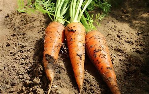 胡萝卜什么时候种植最好 - 农业种植网