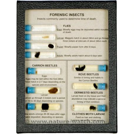 Image result for Forensic Science Insect