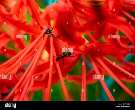 Japanese spider lily hi-res stock photography and images - Alamy