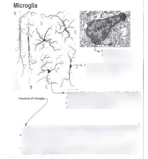 Image result for Flow Cytometry of Microglia Videotutorial