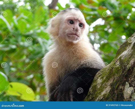 White-faced Capuchin Monkey Stock Image - Image of face, human: 31492765