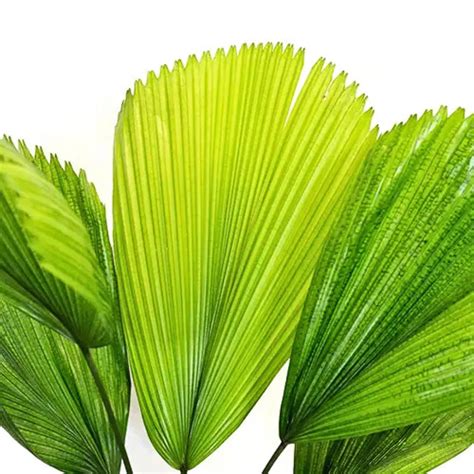 Ruffled Fan Palm (Licuala Grandis) – Plant – Lalit Enterprise
