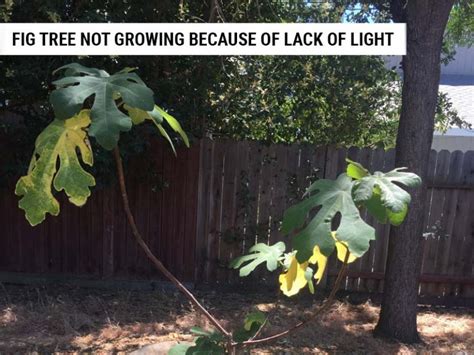 Fig Tree Not Fruiting 的图像结果
