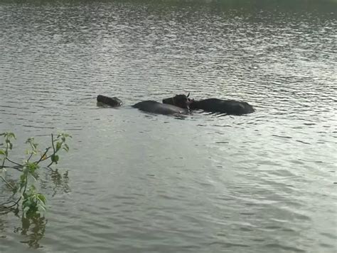 Percolation Tanks In Kolhapur Village Save Women's Efforts In Search Of ...
