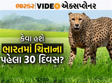 How will the cheetahs from Namibia be monitored in the environment of ...