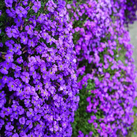 Ground cover plants with purple flowers - filekery