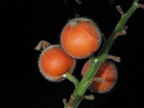 Alpinia malaccensis (Burm.f.) Roscoe | Plants of the World Online | Kew ...