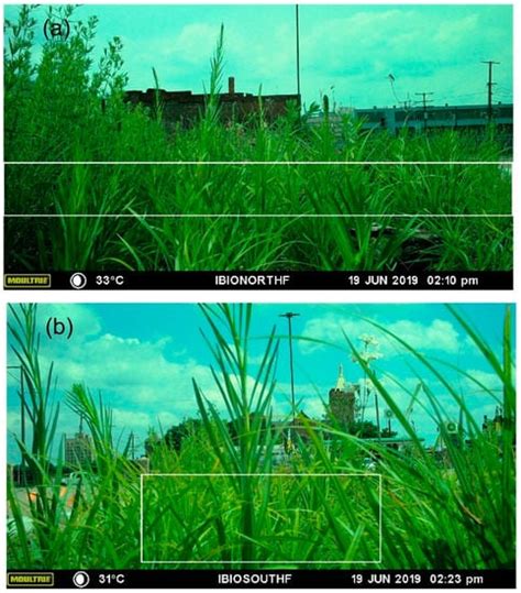 Ecohydrology of Green Stormwater Infrastructure in Shrinking Cities: A ...
