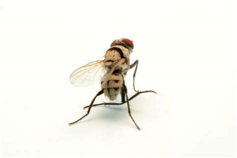 Image result for Bot Fly Control