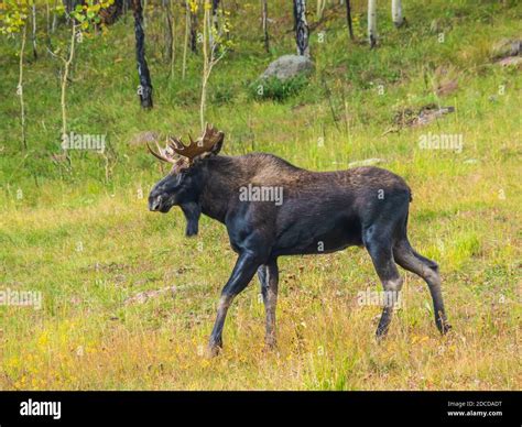 Bull moose, South Mineral Campground, San Juan National Forest near ...
