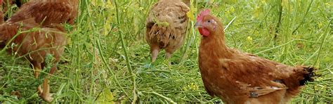 Image result for Gallinas Tutorial
