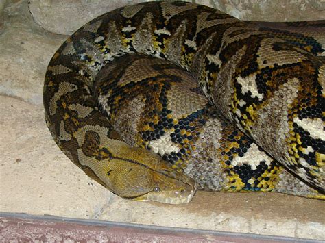 Reticulated Python Power 的图像结果