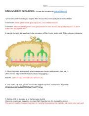 DNA Simulation Worksheet 的图像结果