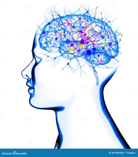 Image result for Neural Development