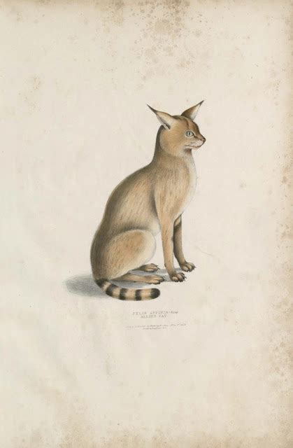 Illustrations of Indian Zoology (1830 - 1835) - Part 1 - Old Indian Arts