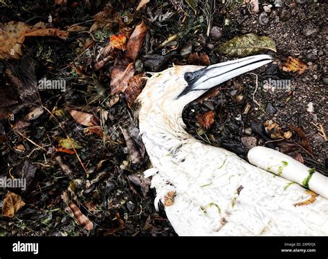 Bird flu, conceptual illustration. Bird flu is a viral disease caused by the influenza A virus ...