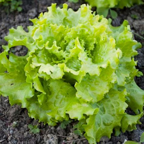 What Is a Rutabaga: Complete Rutabaga Plant Definition and Meaning Guide from Bloom Ranch of ...