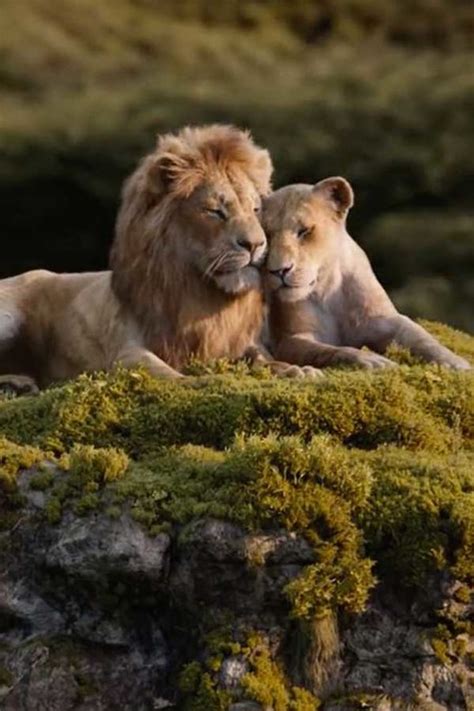 the lion king: Get Latest Buzz, Updates, Gossip, Photos & Videos