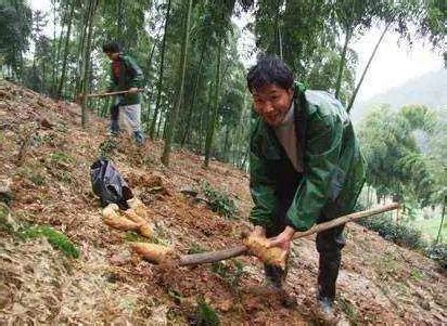 华农兄弟：上山挖点竹笋来吃，挖了一个小时，收获还不错