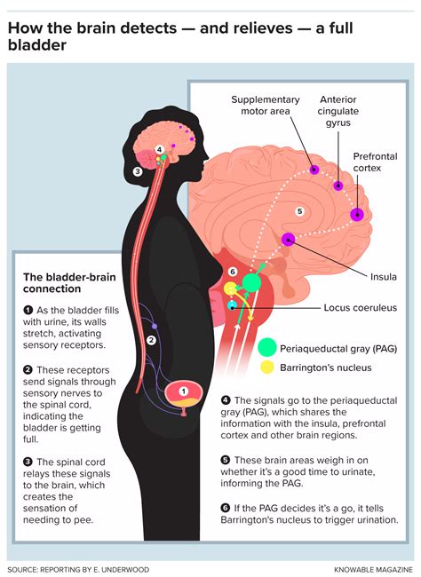 How bodies sense the need to pee —and what causes urinary urgency | Knowable Magazine