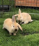 Image result for Lots of Cartoon Bunnies