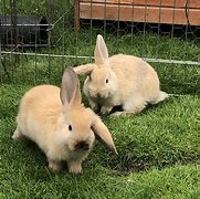 Image result for 2 Cute Bunnies