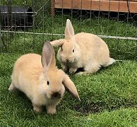 Image result for What Do Baby Bunnies Look Like