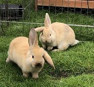 Image result for Two Bunnies in Cup