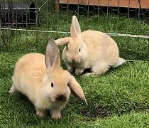 Image result for Two Loving Bunnies