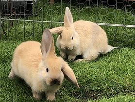 Image result for Fluffle of Baby Bunnies