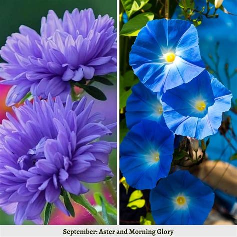Birth Flowers By Month And Their Meanings - Part 2
