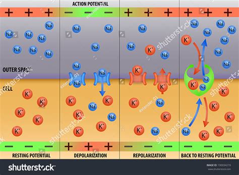 Image result for Neuron Resting Membrane Potential