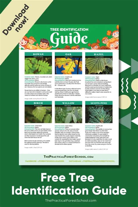 Image result for Tree Identification Guide With