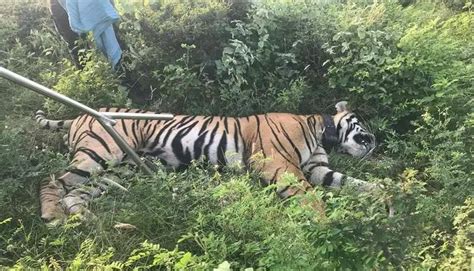Ranthambore's Maneater Tiger T-104, Blamed For Three Human Deaths To Be ...