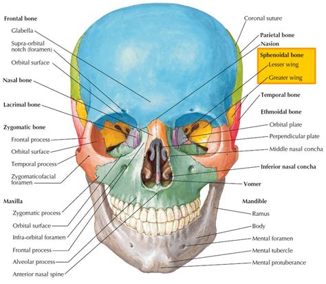 Infratemporal Surface Of Greater Wing Of Sphenoid