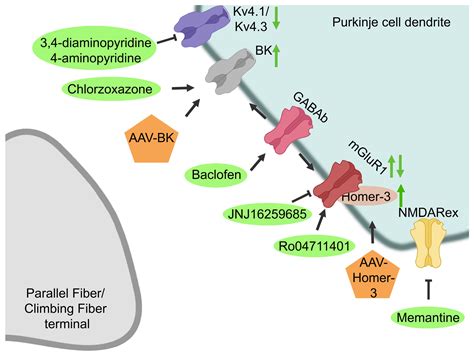 Therapeutic Strategies for Spinocerebellar Ataxia Type 1