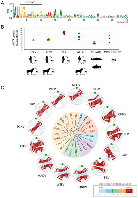 Decoding Self vs. Non-Self: Alphavirus Cap0 Recognition and Immune Evasion